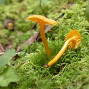 Cantharellus Minor