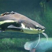 Catfish