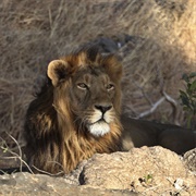 See Lion in the Wild