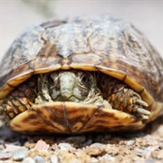 Ornate Box Turtle