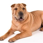 Groom a Chinese Shar Pei