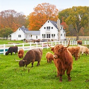 Stay at a Working Farm