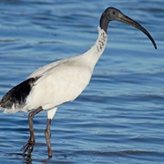 Australian White Ibis