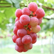 Ruby Roman Grapes