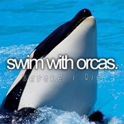 Swim With Orcas