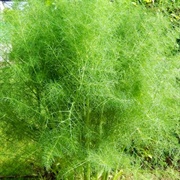 Fennel (Herb)