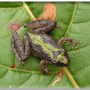 Blanchard's Cricket Frog