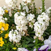 Falter Im Wind - Milestones