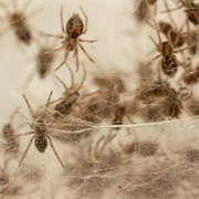 A Clutter of Spiders