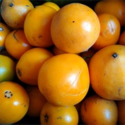 Mundu (Garcinia Dulcis)