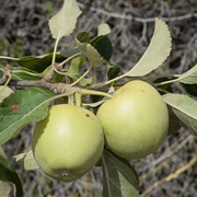 Eastern Crabapple (Malus Orientalis)