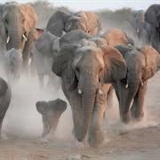 A Parade of Elephants