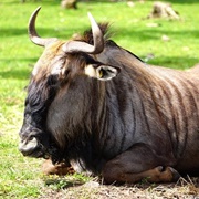 Gnu