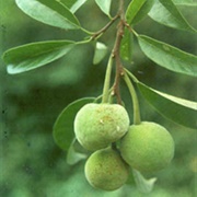 Artocarpus Hypargyreus