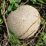 Lycoperdon Radicatum