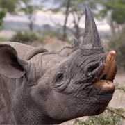 Rhinoceros
