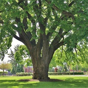 American Elm Tree