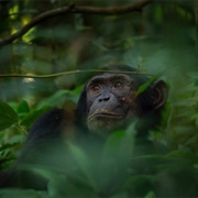 Vyanda Forest Nature Reserve, Burundi