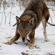 Red Wolf