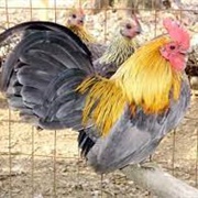 Lemon Blue OEG Bantam