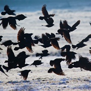 A Darkening of Jackdaws