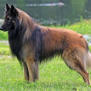 Groom a Belgian Tervuren