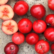 Rukam (Flacourtia Rukam)