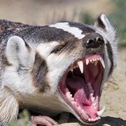 Badger