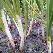 Onion (Quran Verse 1)