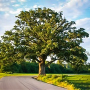 Bur Oak