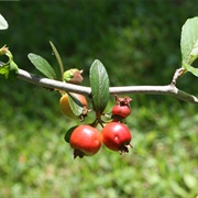 Eastern Mayhaw (Crataegus Aestivalis)