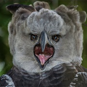 Harpy Eagle