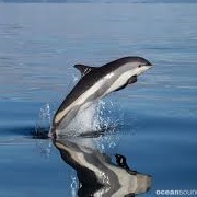 Atlantic White-Sided Dolphin