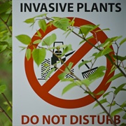 What Is an Invasive Species?