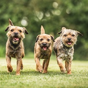 A Terror of Terriers