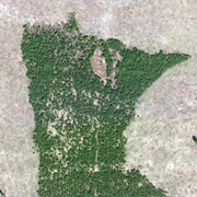 The Minnesota Forest