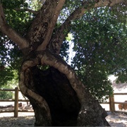 Oak of the Golden Dream