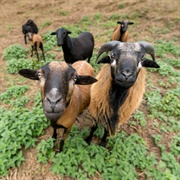 Camroon Sheep