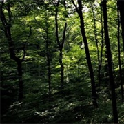 Dull Woods Conservation Area