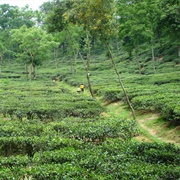 Malnicherra Tea Estate, Sylhet, Bangladesh
