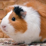 Had a Pet Guinea Pig