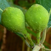 River Sandpaper Fig (Ficus Capreifolia)