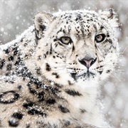 Snow Leopard