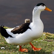 Pulled Duck Sandwich