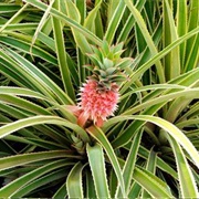 Pineapple Bush