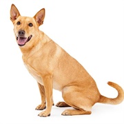 Carolina Dog