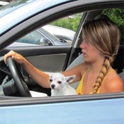 Loose Animals in Vehicles