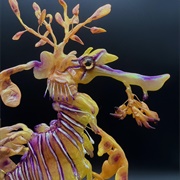 Leafy Sea Dragon