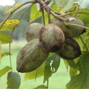 Butternut (Juglans Cinerea)