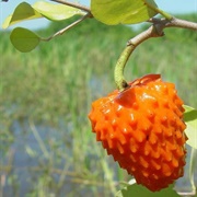 Annona Cornifolia